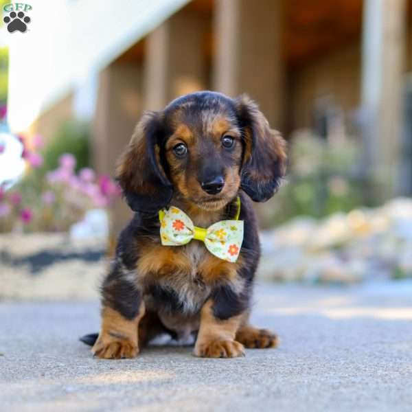 Marble, Dachshund Puppy